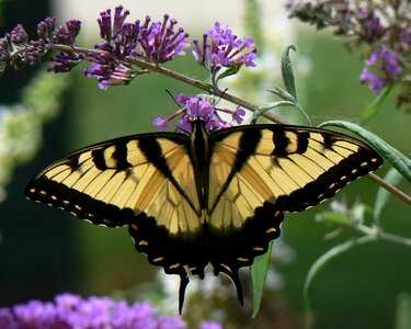Swallowtail colorful insect photo