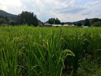 Tomioka in Ome-shi, Tokyo