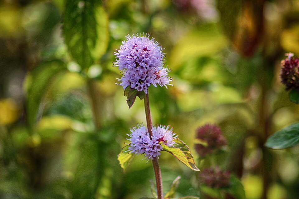 Plant pond tea photo