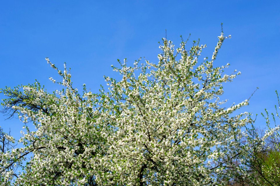 Flowers of spring