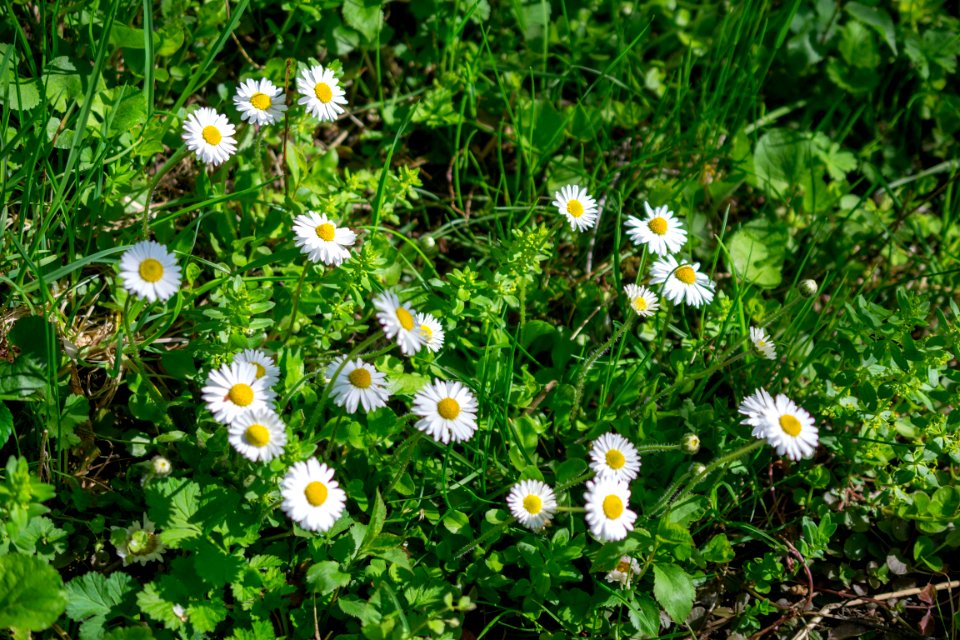 Flowers of spring