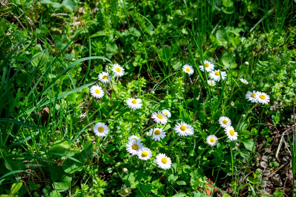 Flowers of spring