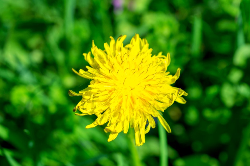 Flowers of spring