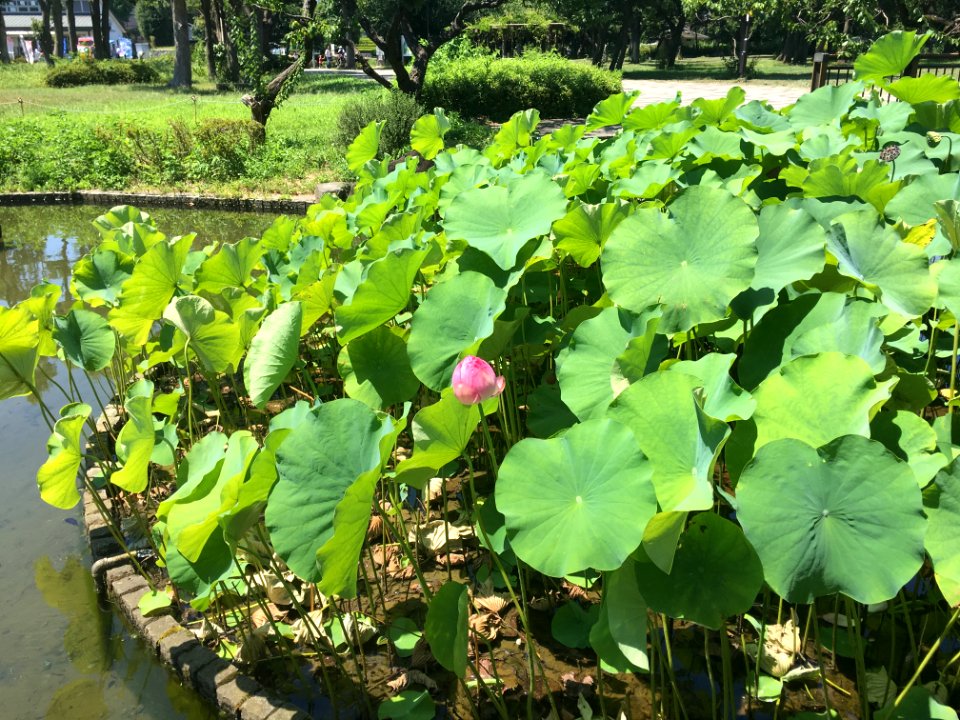 Kyodonomori Park in Fuchi-shi