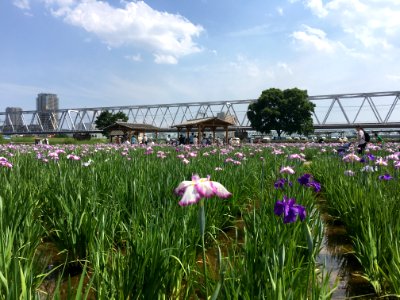 Koiwa Shobu Garden in Edogawa-ku, Tokyo
