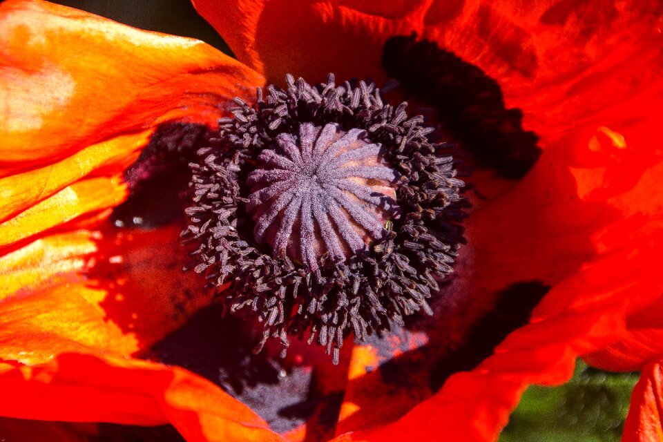 Flower red stamens
