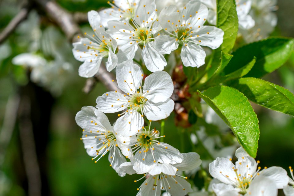 Flowers of spring