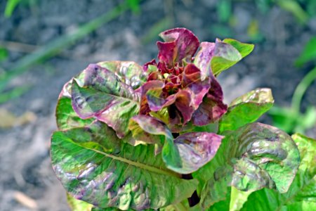 salata