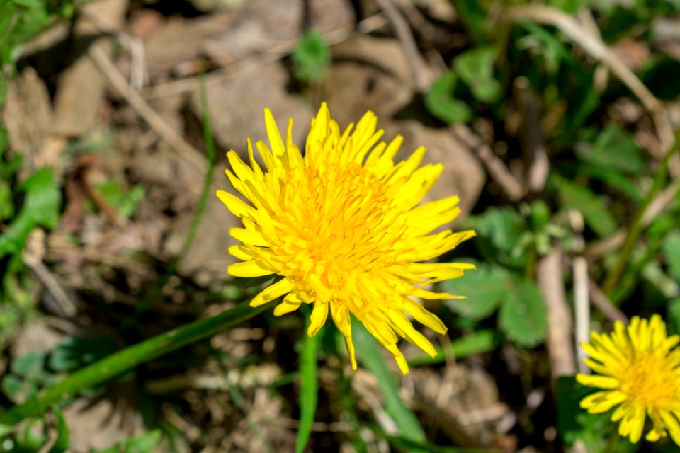 Flowers of spring