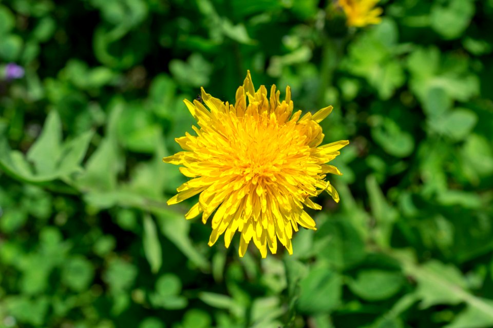 Flowers of spring