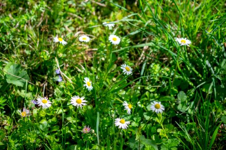 Flowers of spring