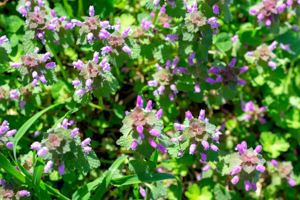 Flowers of spring