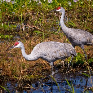 Nature beak waterfowl