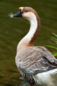 Wild goose nature bird photo