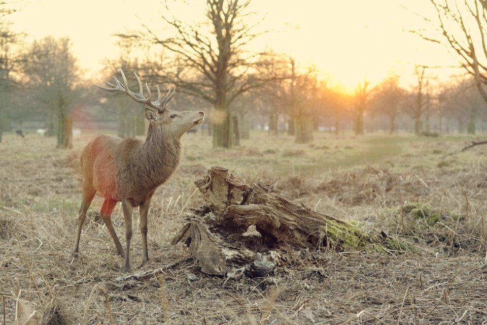 Animal hart wildlife