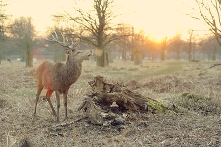 Animal hart wildlife photo