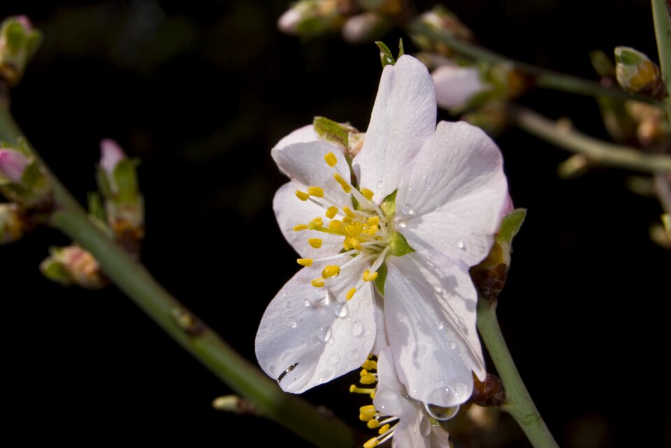 Nature almond flower flowering