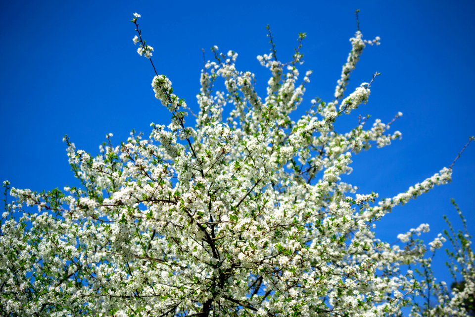 Flowers of spring
