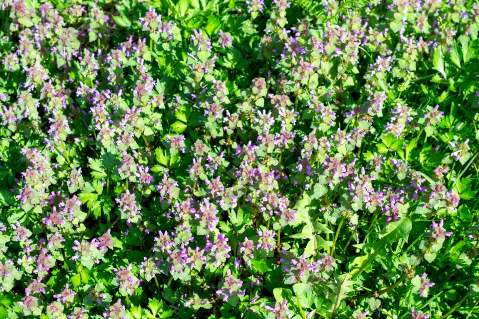 Flowers of spring