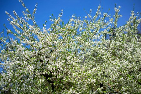 Flowers of spring