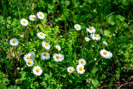 Flowers of spring