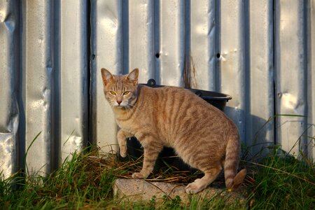 Metal wall domestic cat siamese cat