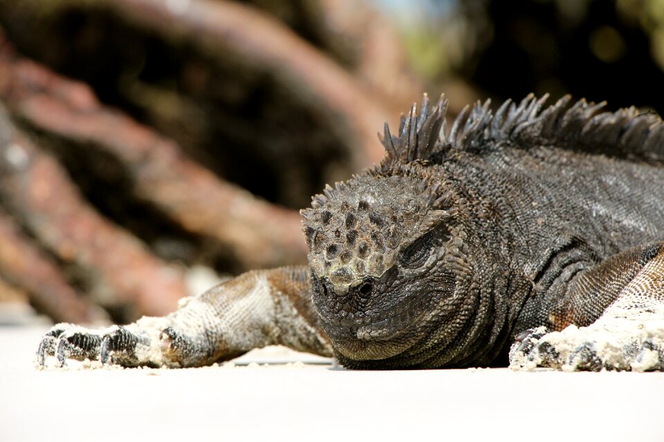 Wildlife exotic vertebrate