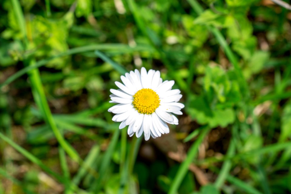 Flowers of spring