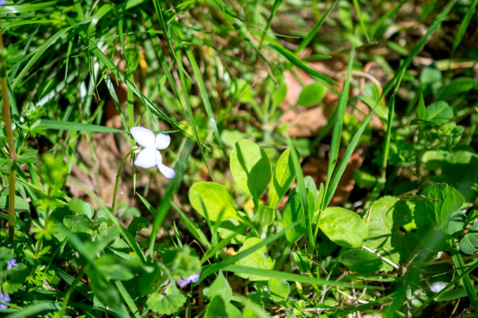 Flowers of spring