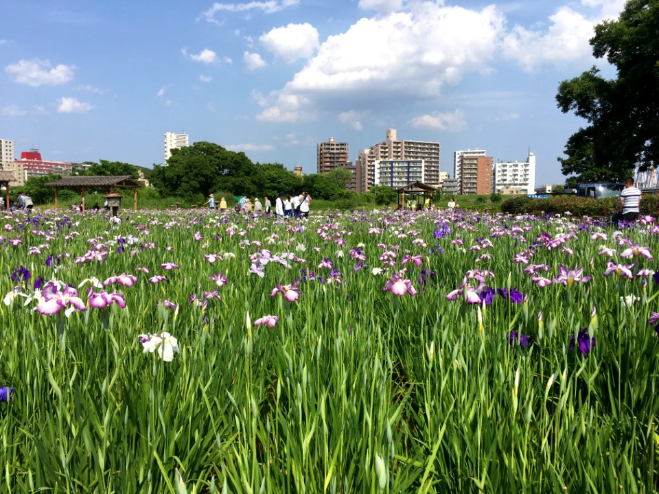 Koiwa Shobu Garden in Edogawa-ku, Tokyo