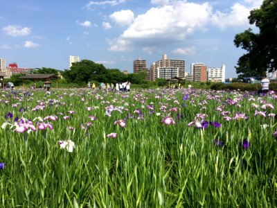 Koiwa Shobu Garden in Edogawa-ku, Tokyo