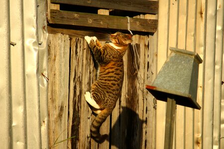 Climb play domestic cat