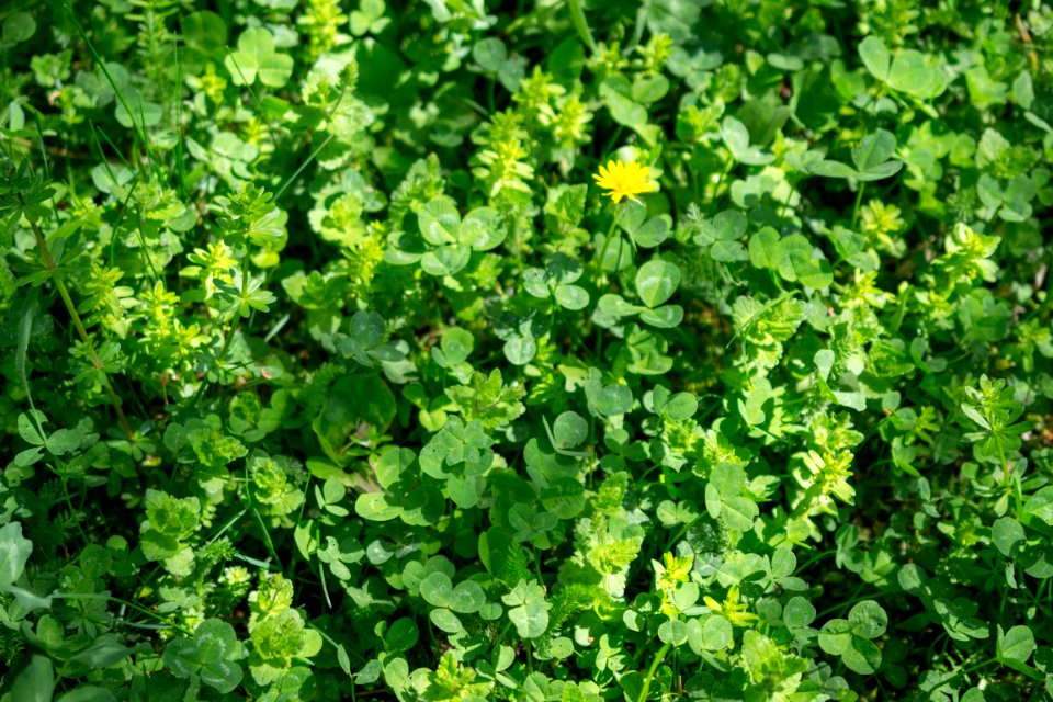 Flowers of spring