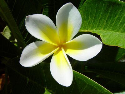Frangipani petals white photo