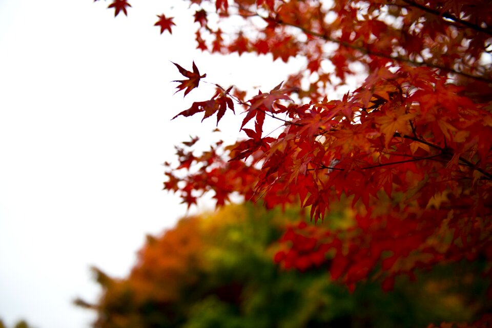 Autumn leaves autumn landscape