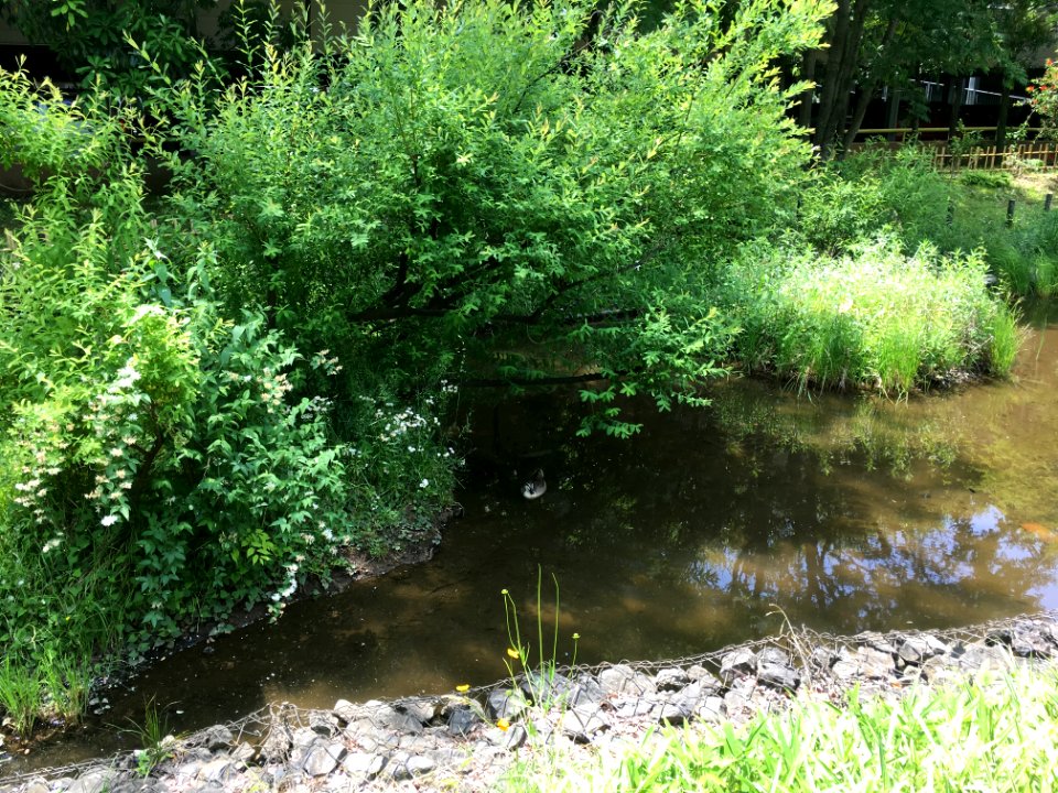 Hibarigaoka Danchi in Higashikurume