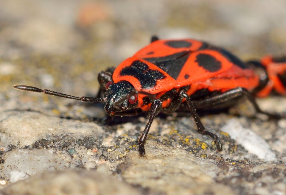 Bedbugs pyrrhocoris apterus