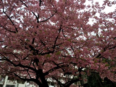 Hibarigaoka Danchi in Higashikurume