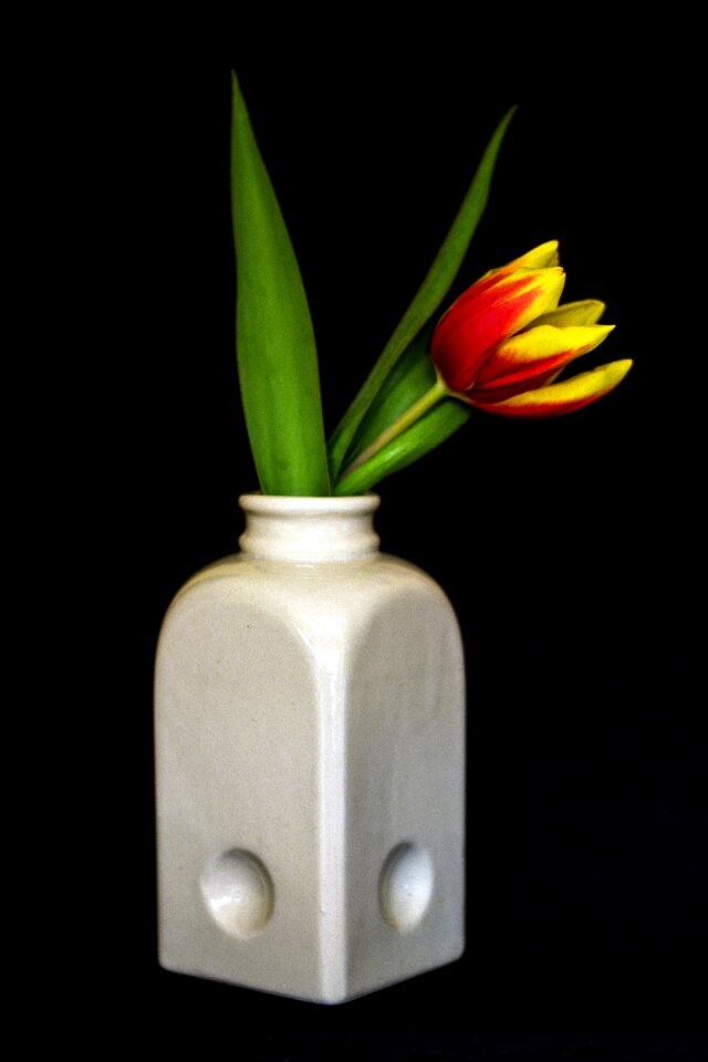 Tulips flower vase close up