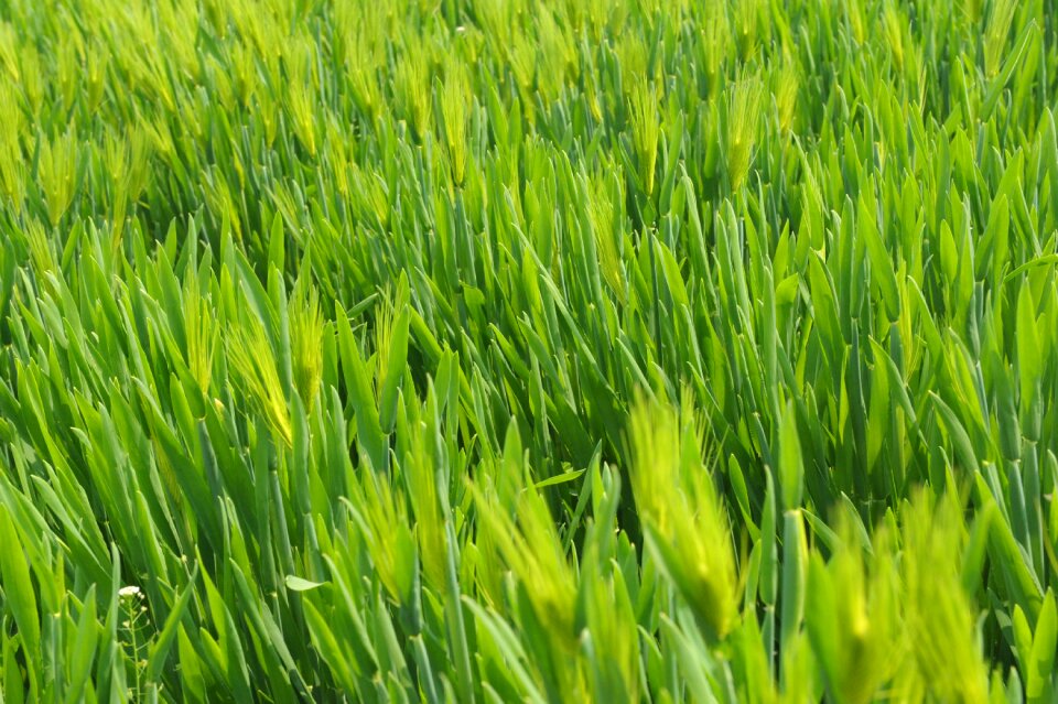 In wheat field barley wheat field
