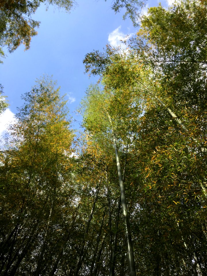 Chikurin Park in Higashikurume-shi