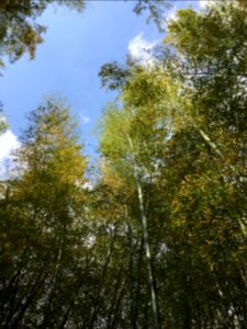 Chikurin Park in Higashikurume-shi