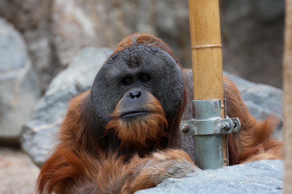 Monkey zoo hagenbeck