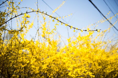 Spring forsythia landscape