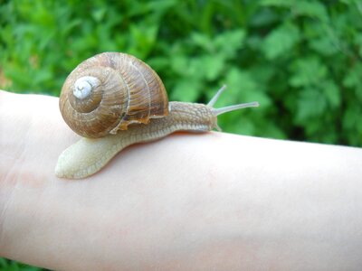 Snail nature crawl