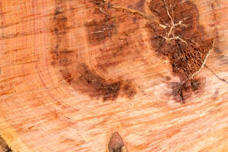 cut wood