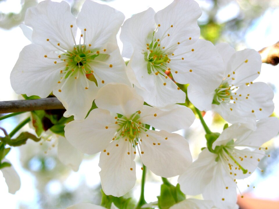 White blossom nature blossom
