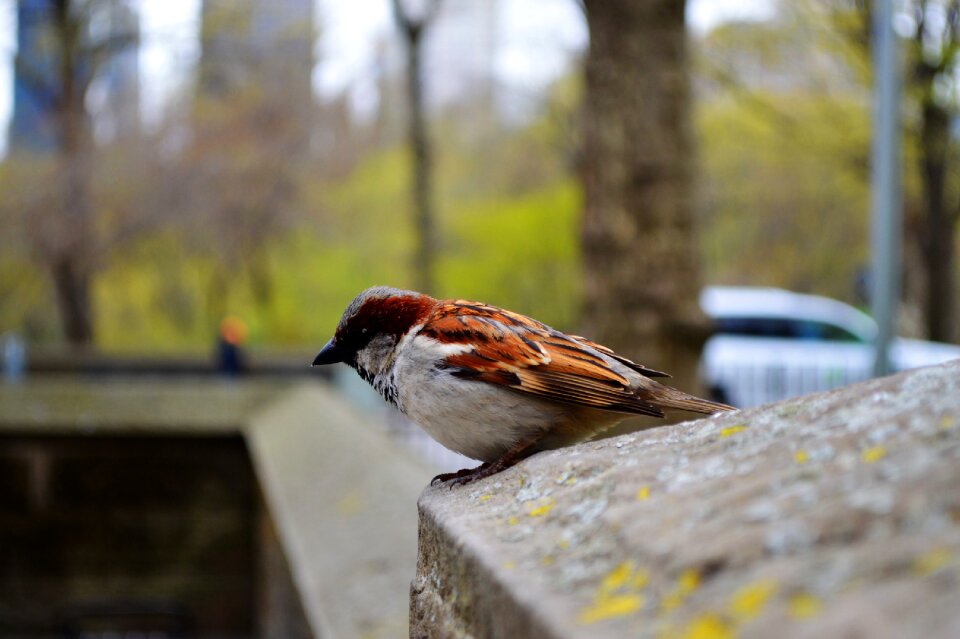 Nature central park newyork