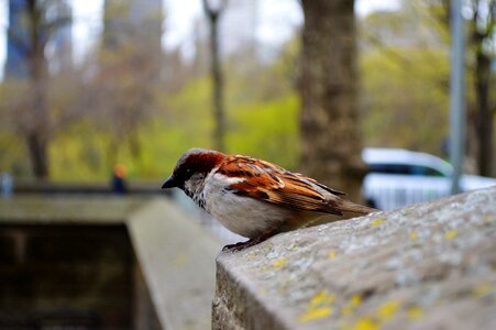 Nature central park newyork