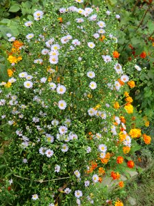 Flower garden outdoor colorful
